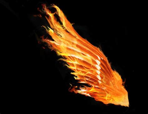 Wings Of The Phoenix Parimatch